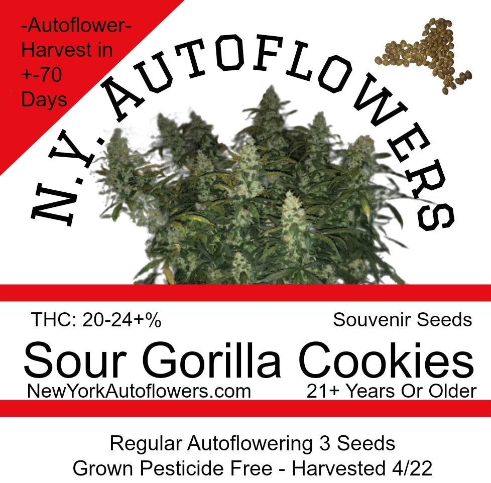 gorilla cookies auto flower seeds Sour Gorilla Cookies Autoflowering Regular – New York Autoflowers