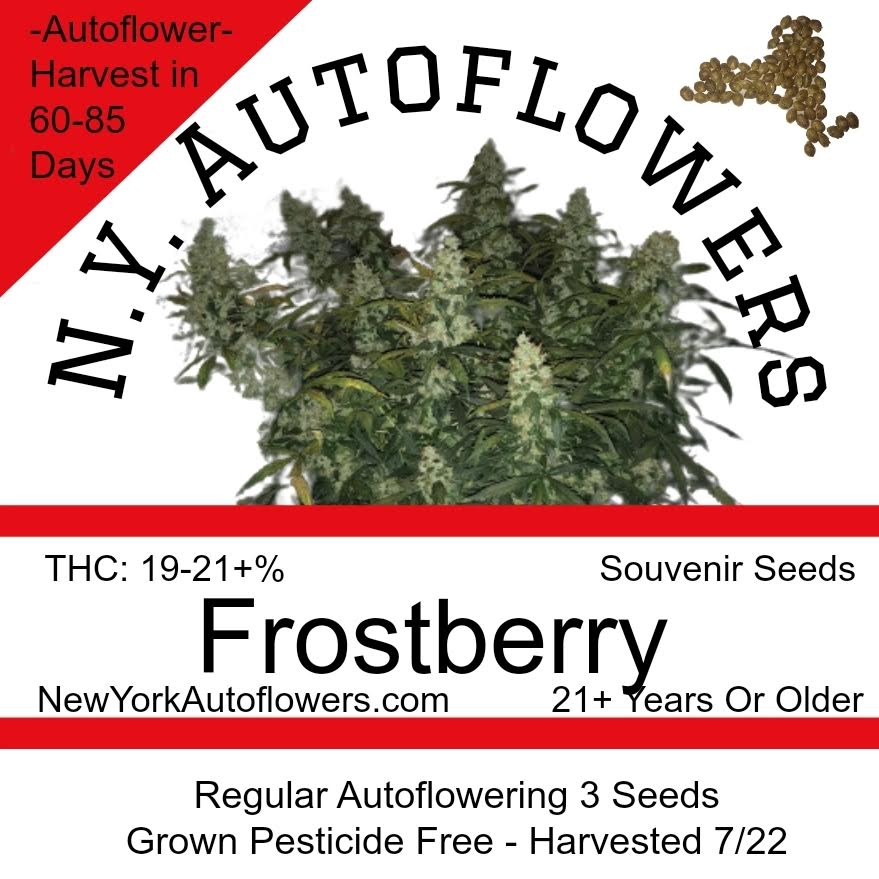 Frostberry Autoflowering Regular