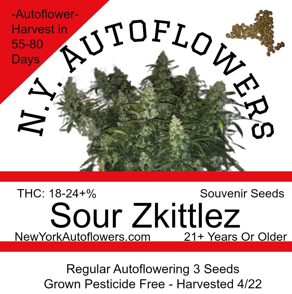 Sour Zkittlez Autoflowering Regular