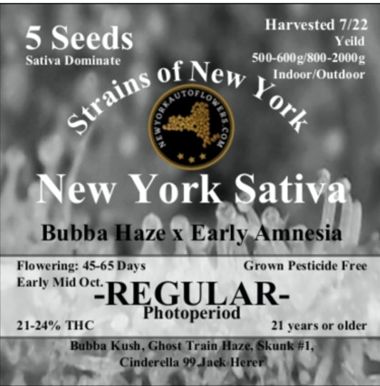 New York Sativa Photoperiod Regular