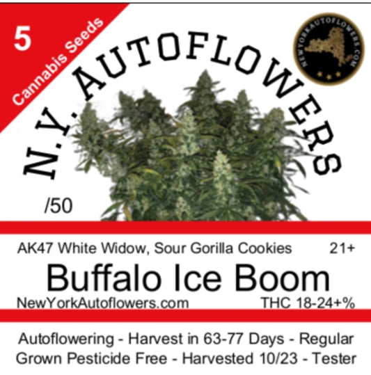 Buffalo Ice Boom Autoflowering Regular