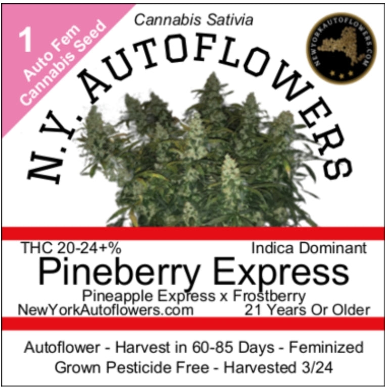 Pineberry Express Autoflowering Feminized
