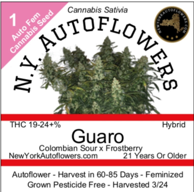Guaro Autoflowering Feminized