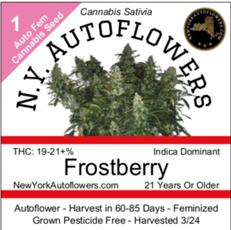 Frostberry Autoflowering Feminized