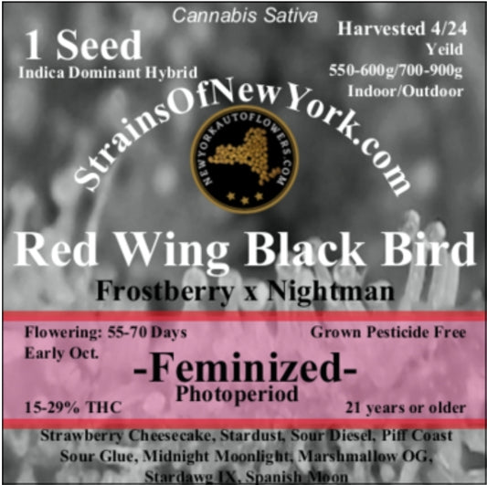 Red Wing Black Bird Photoperiod Feminized