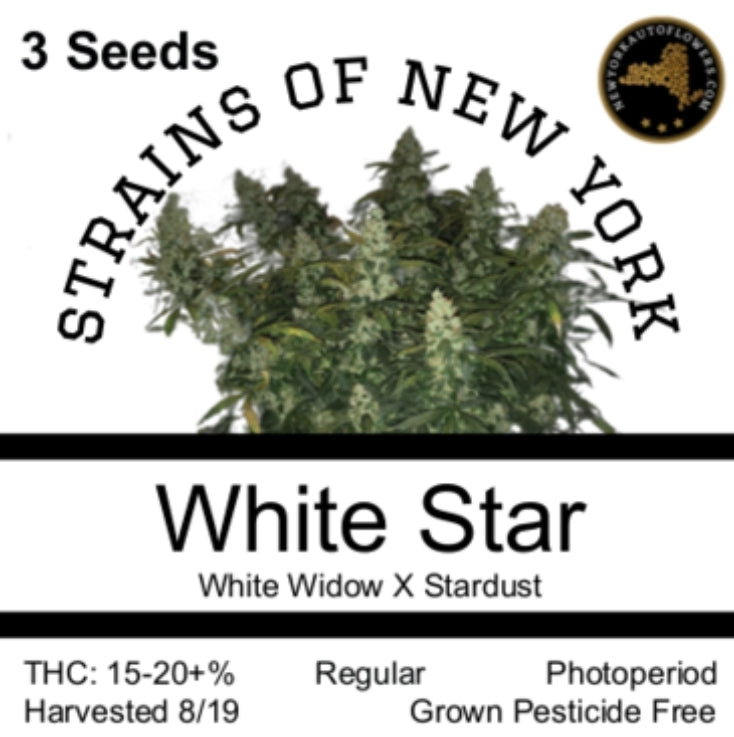 White Star Photoperiod Regular Seeds