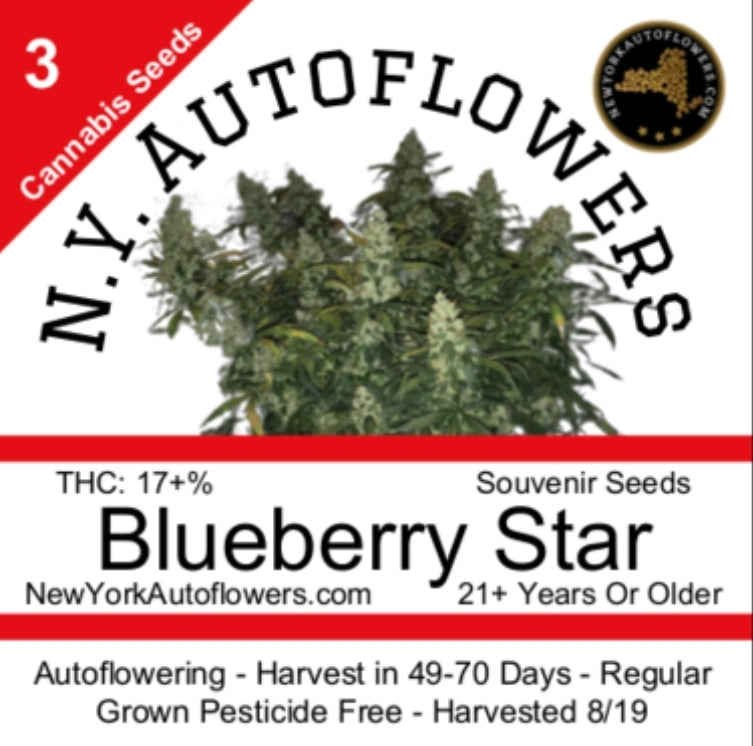 Blueberry Star Autoflowering Regular