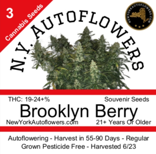 Brooklyn Berry Autoflowering Regular