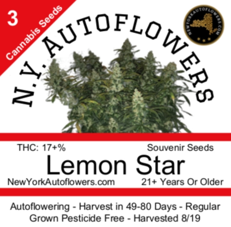 Lemon Star Autoflowering Regular